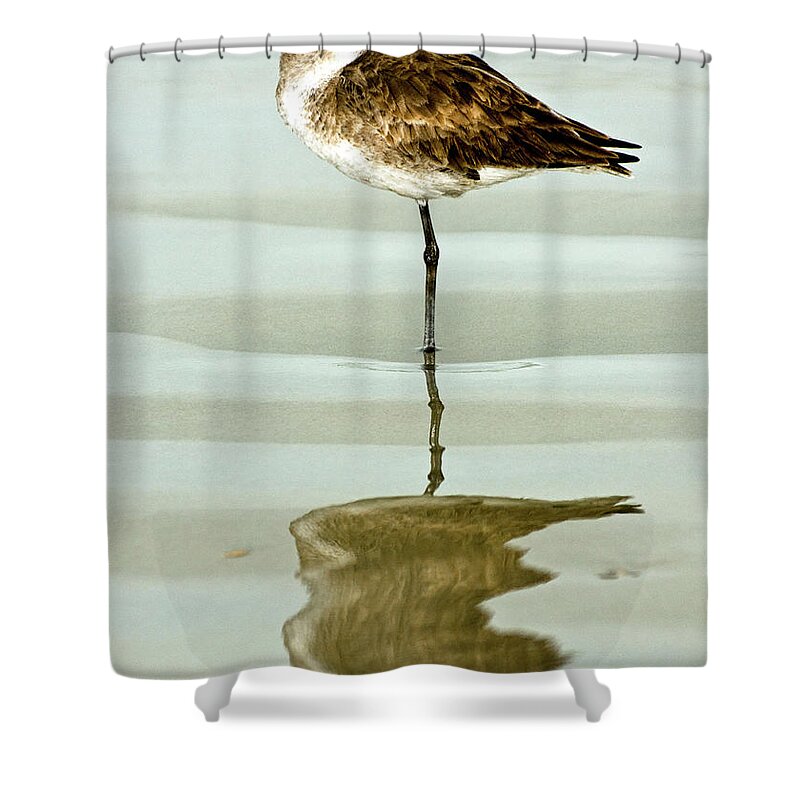 Willet Shower Curtain featuring the photograph Just Being Coy by Christopher Holmes