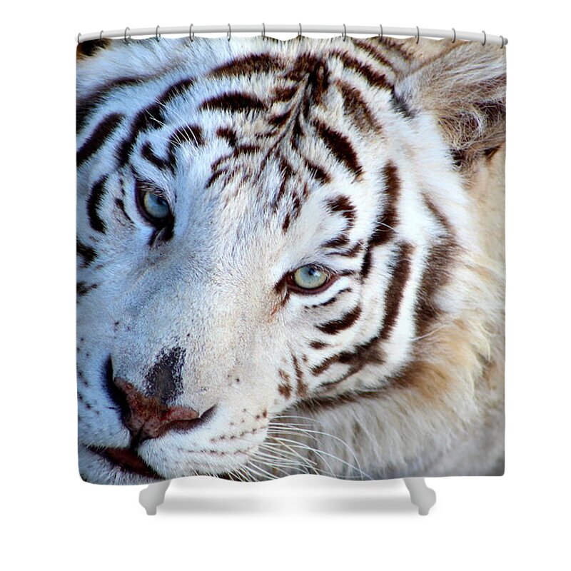 Tiger Shower Curtain featuring the photograph Just Call Me Gorgeous by Fiona Kennard