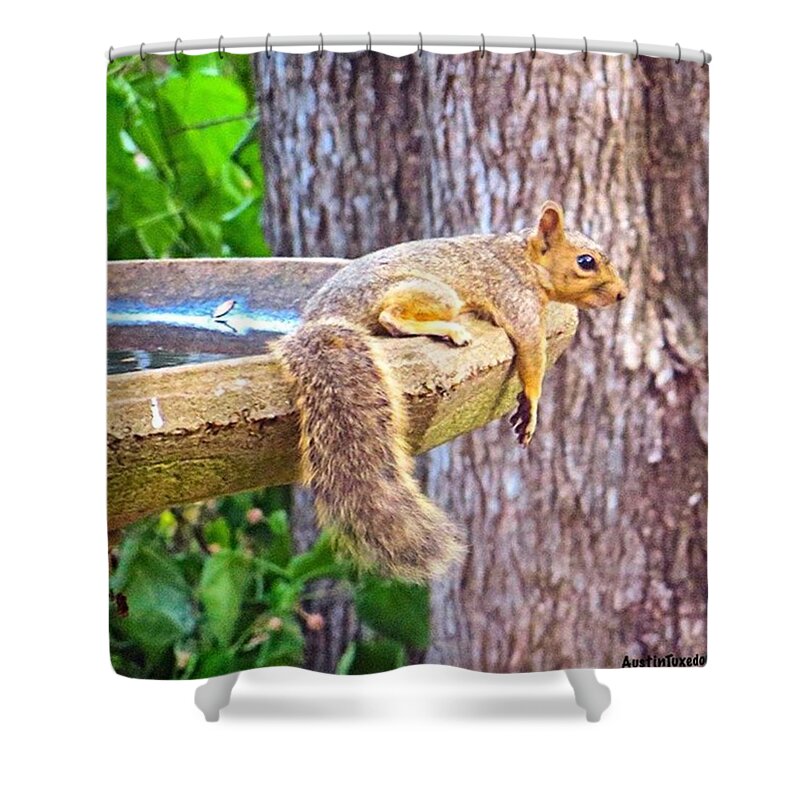 Cute Shower Curtain featuring the photograph Just #chilling On The Edge Of The by Austin Tuxedo Cat