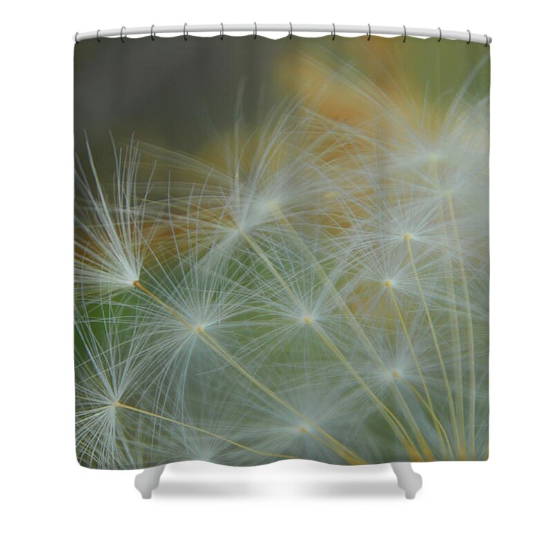 Dandelion Shower Curtain featuring the photograph Just Dandy by Donna Blackhall