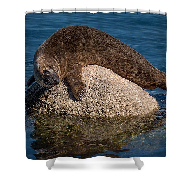Harbor Seal Shower Curtain featuring the photograph Just Getting A Tan. Man by Derek Dean