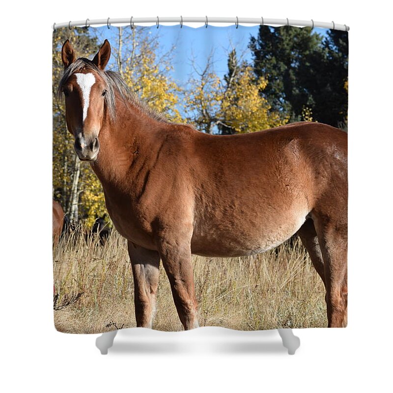 Animal Shower Curtain featuring the photograph Horse CR 511 Divide CO by Margarethe Binkley