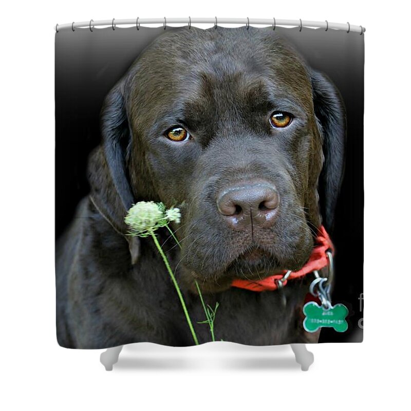 Dog Shower Curtain featuring the photograph Just Jack by Barbara S Nickerson