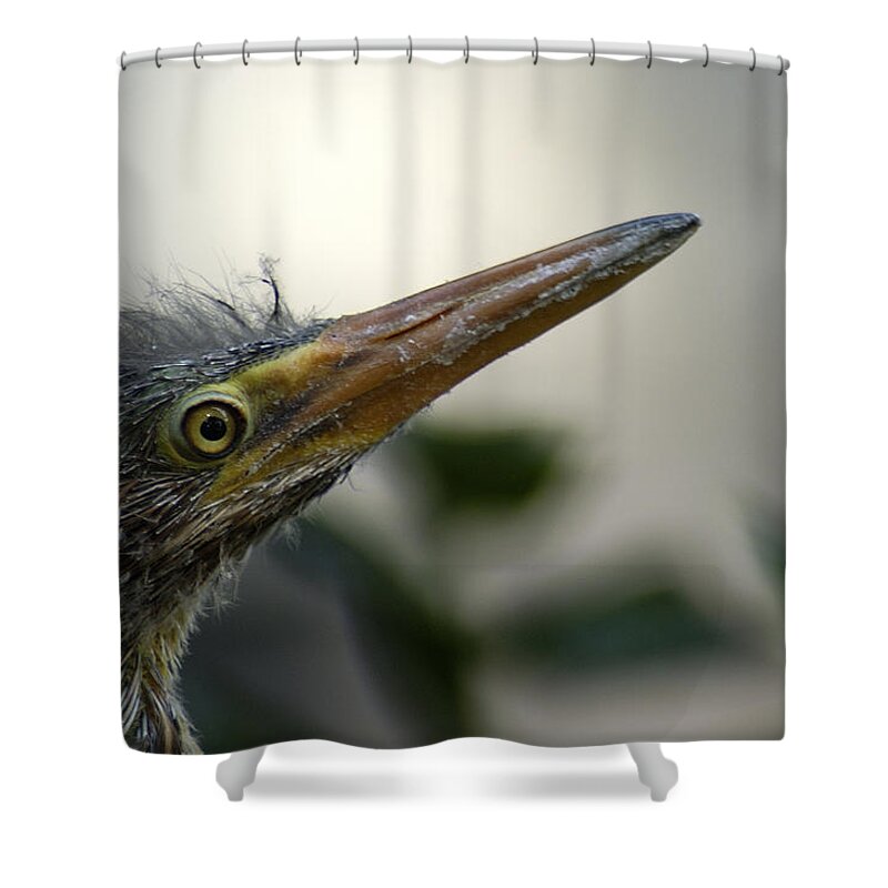 Heron Shower Curtain featuring the photograph Just Love Me by DArcy Evans
