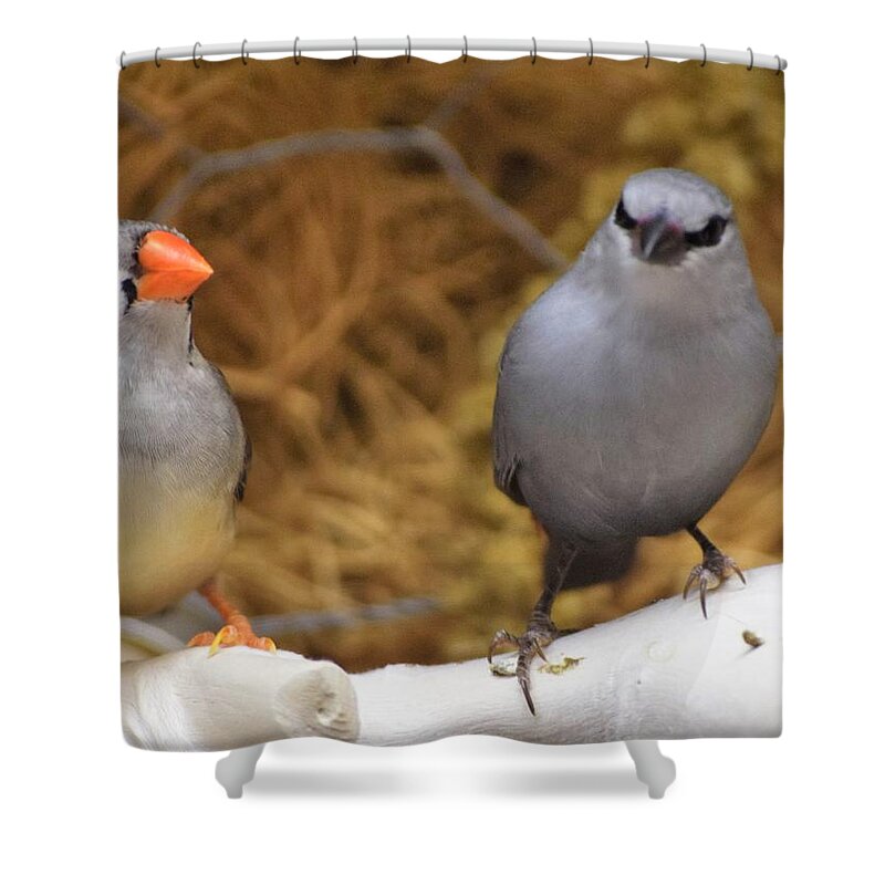 Birds Shower Curtain featuring the photograph Just Passing The TIme by John Glass