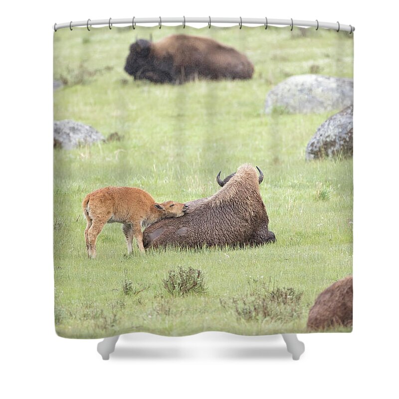 Bison Shower Curtain featuring the photograph Just Resting My Eyes by Eilish Palmer