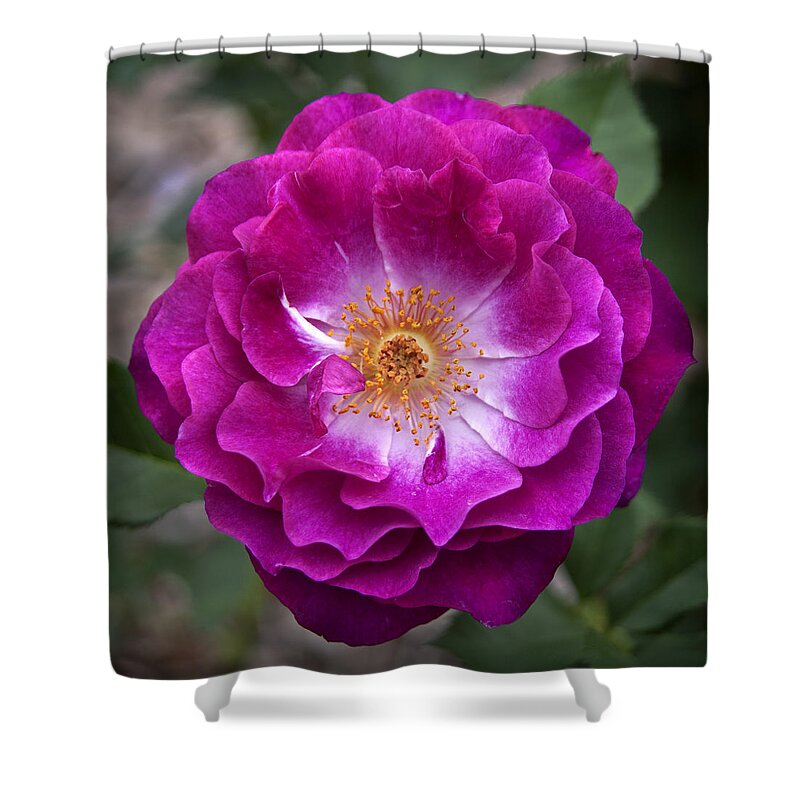 Rose Shower Curtain featuring the photograph Just Rosy by Morris McClung