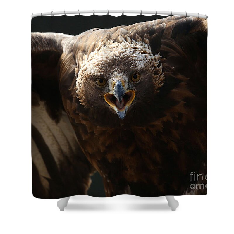 Bald Eagle Shower Curtain featuring the photograph Just try me by Heather King