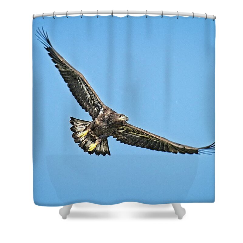 Eagle Shower Curtain featuring the photograph Just Twelve Weeks Old by Ronald Lutz