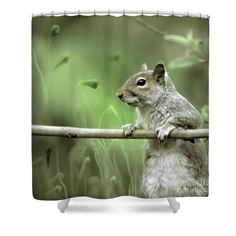 Squirrel Shower Curtain featuring the photograph Just Watching The World Going By by Ang El