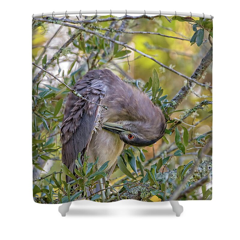Herons Shower Curtain featuring the photograph Juvenile Black Crowned Night Heron Preening by DB Hayes