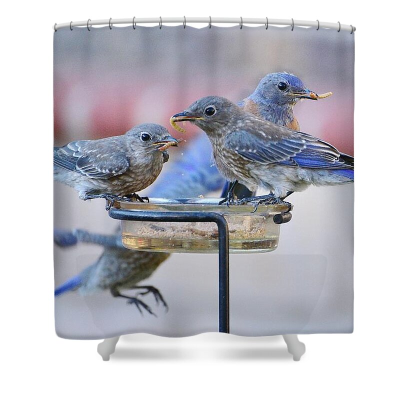 Linda Brody Shower Curtain featuring the photograph Juvenile Bluebirds II by Linda Brody