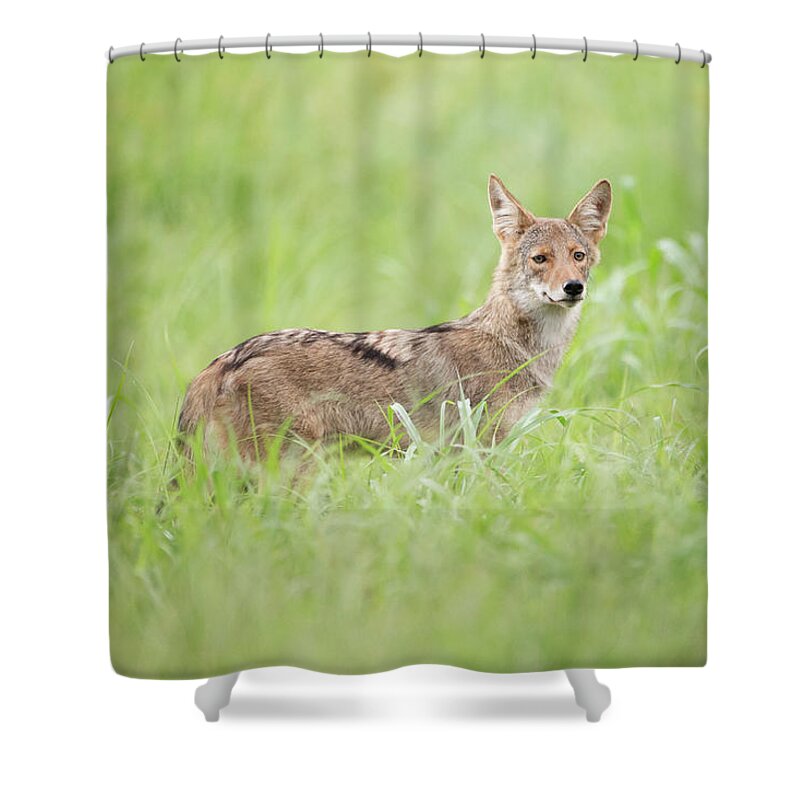 Coyote Shower Curtain featuring the photograph Juvenile Coyote by Eilish Palmer