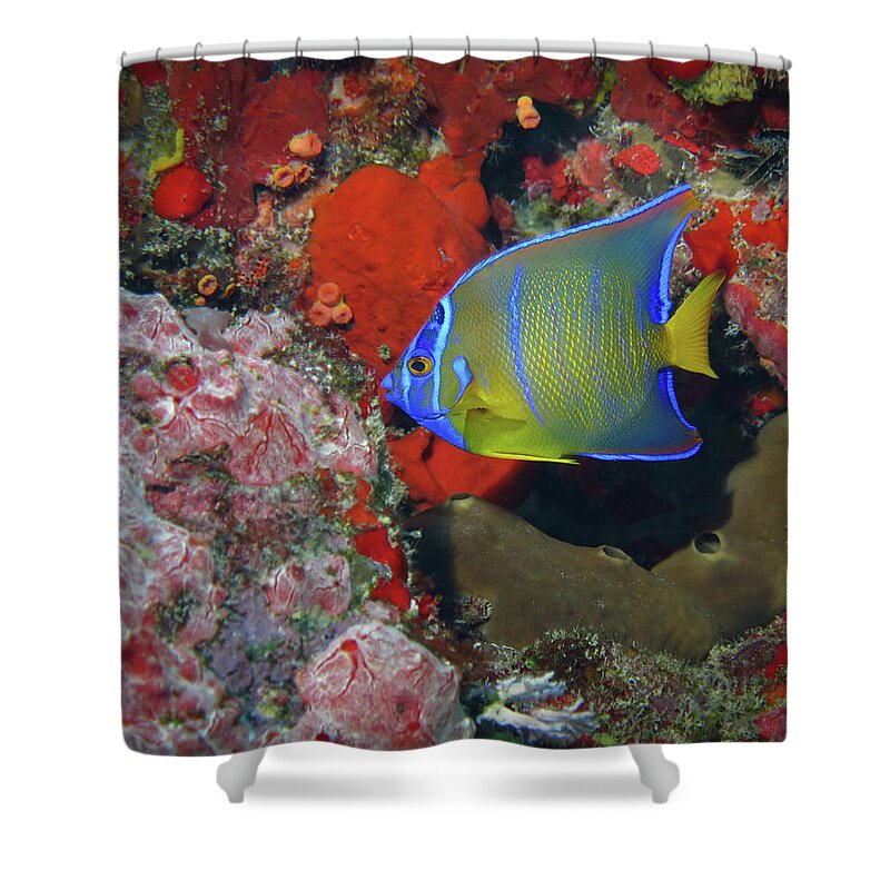 Queen Angelfish Shower Curtain featuring the photograph Juvenile Queen Angelfish, U. S. Virgin Islands 2 by Pauline Walsh Jacobson