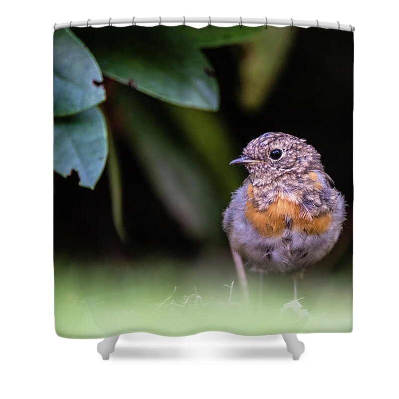 Robin Shower Curtain featuring the photograph Juvenile Robin by Torbjorn Swenelius
