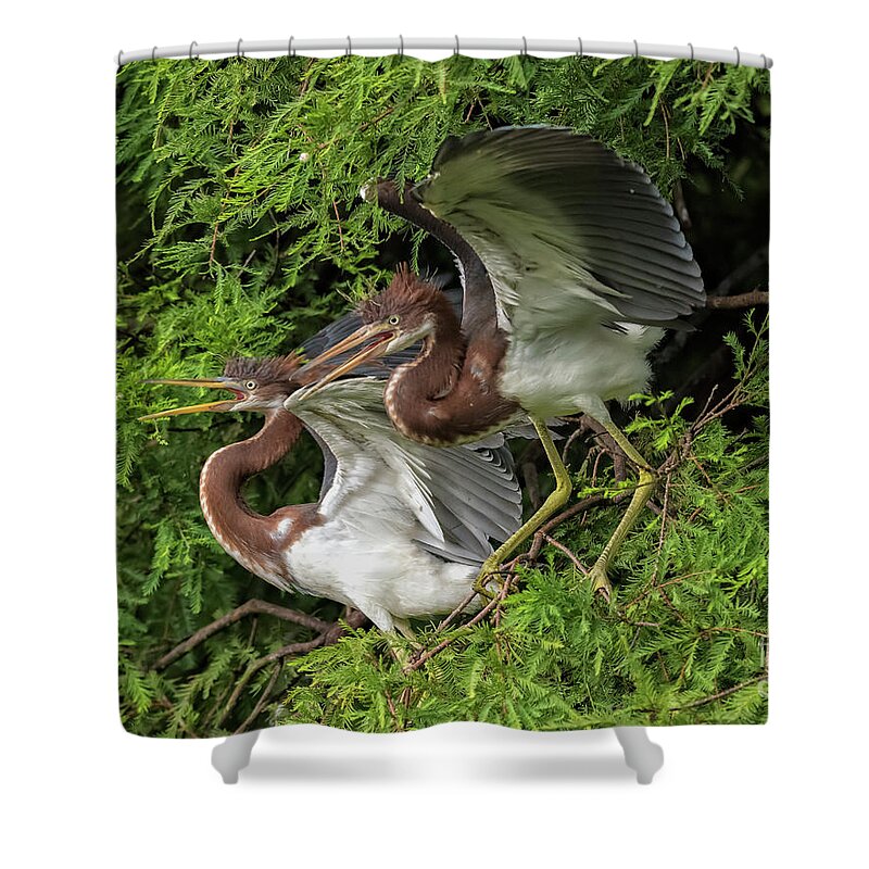 Herons Shower Curtain featuring the photograph Juvenile Tricolored Heron Siblings by DB Hayes