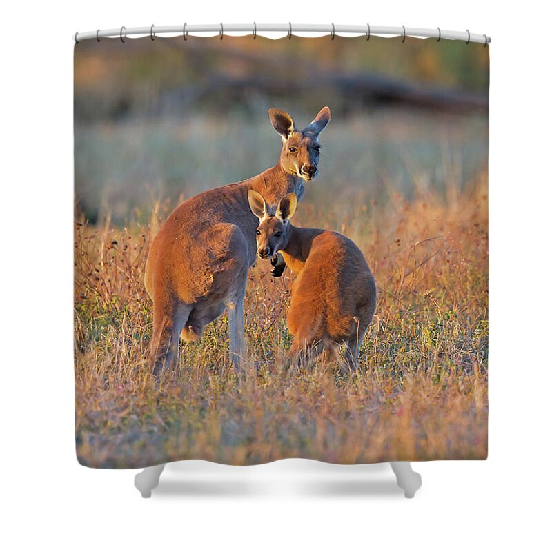 Australia Shower Curtain featuring the photograph Kangaroos by Jean-Luc Baron