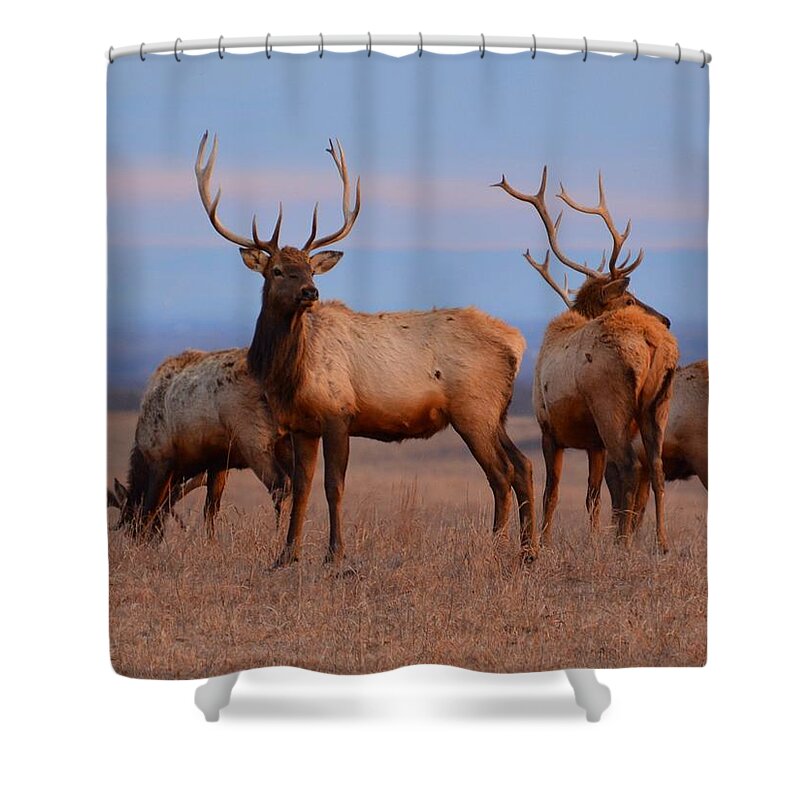 Elk Shower Curtain featuring the photograph Kansas Elk 2 by Keith Stokes