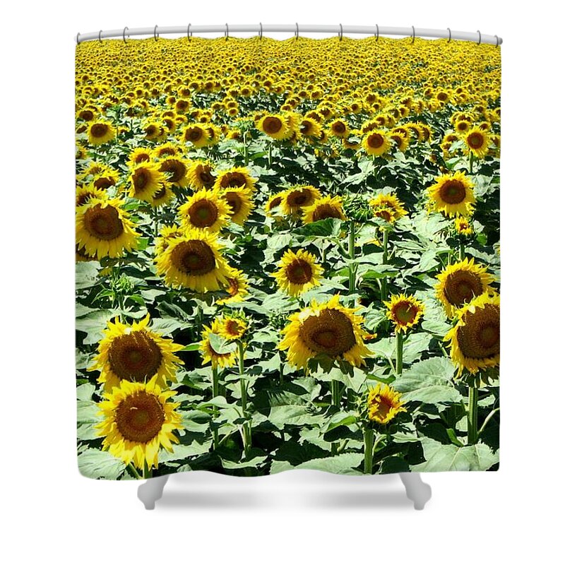 Sunflowers Shower Curtain featuring the photograph Kansas Sunflower Field by Keith Stokes