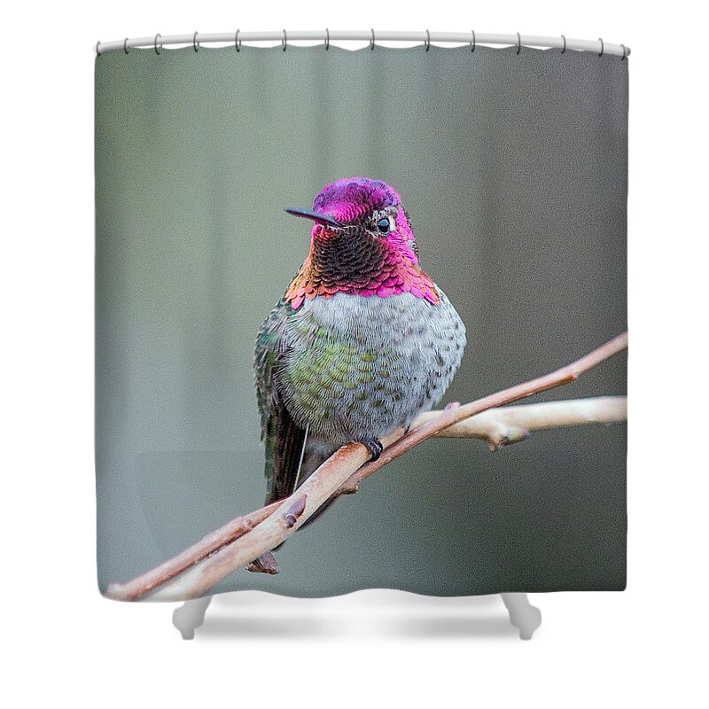 Nature Photography Shower Curtain featuring the photograph Karisa's Hummingbird.1 by E Faithe Lester