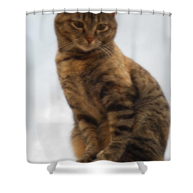 Cat Shower Curtain featuring the photograph Kat Soop by Sheri Keith
