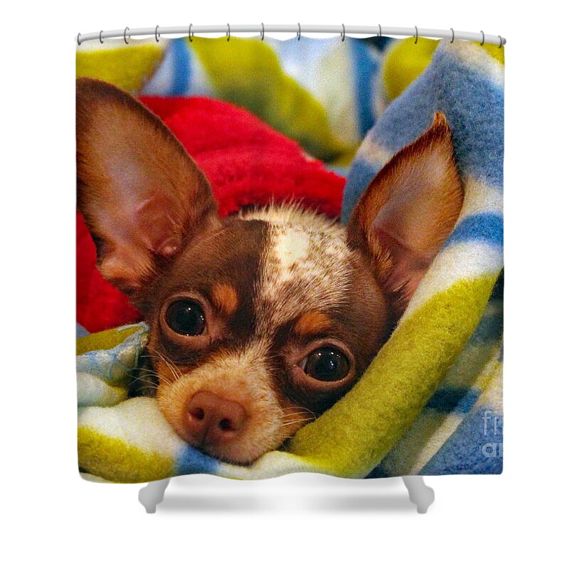 Dog Shower Curtain featuring the photograph Keep Me Warm by DB Hayes