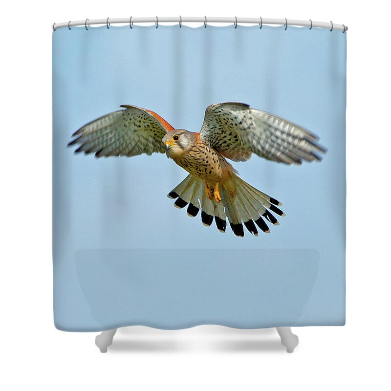 Kestrel Shower Curtain featuring the photograph Kestrel in the wind . by Paul Scoullar