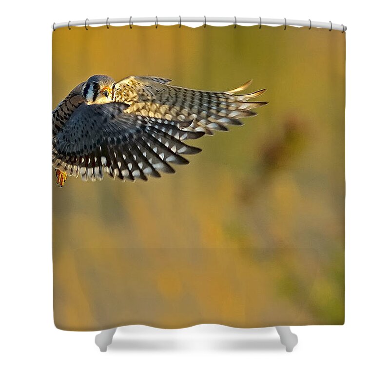 Kestrel Shower Curtain featuring the photograph Kestrel Takes Flight by William Jobes
