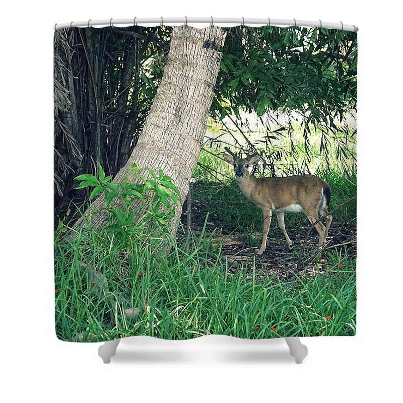 Key West Shower Curtain featuring the photograph Key Deer by Laurie Perry