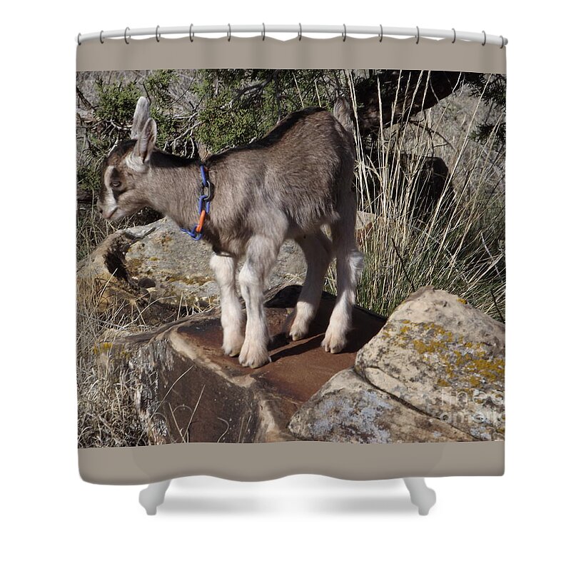 Kid Goat Shower Curtain featuring the digital art Kid Goat by Annie Gibbons