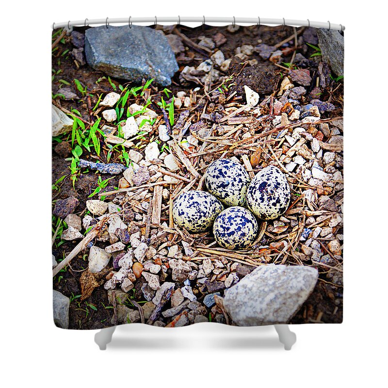 Eggs Shower Curtain featuring the photograph Killdeer Nest by Cricket Hackmann