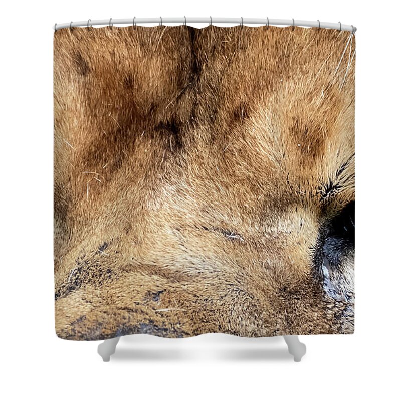 Lion Shower Curtain featuring the photograph Killer Eyes by Sam Rino