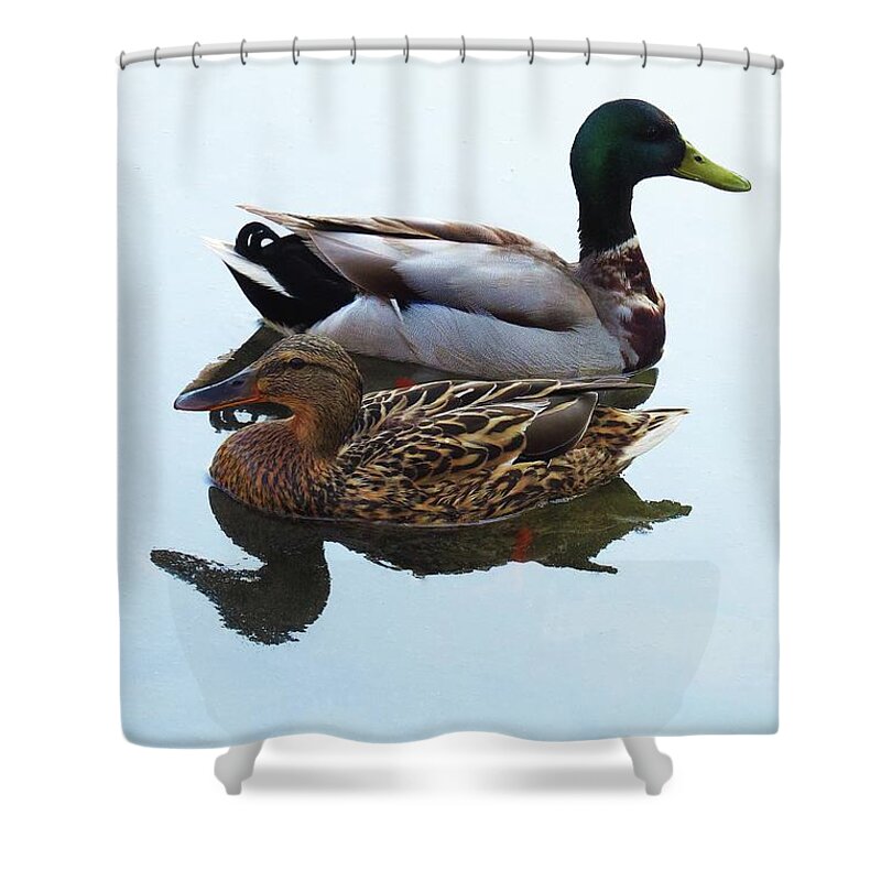 Mallard Shower Curtain featuring the photograph King and Queen by Attila Meszlenyi