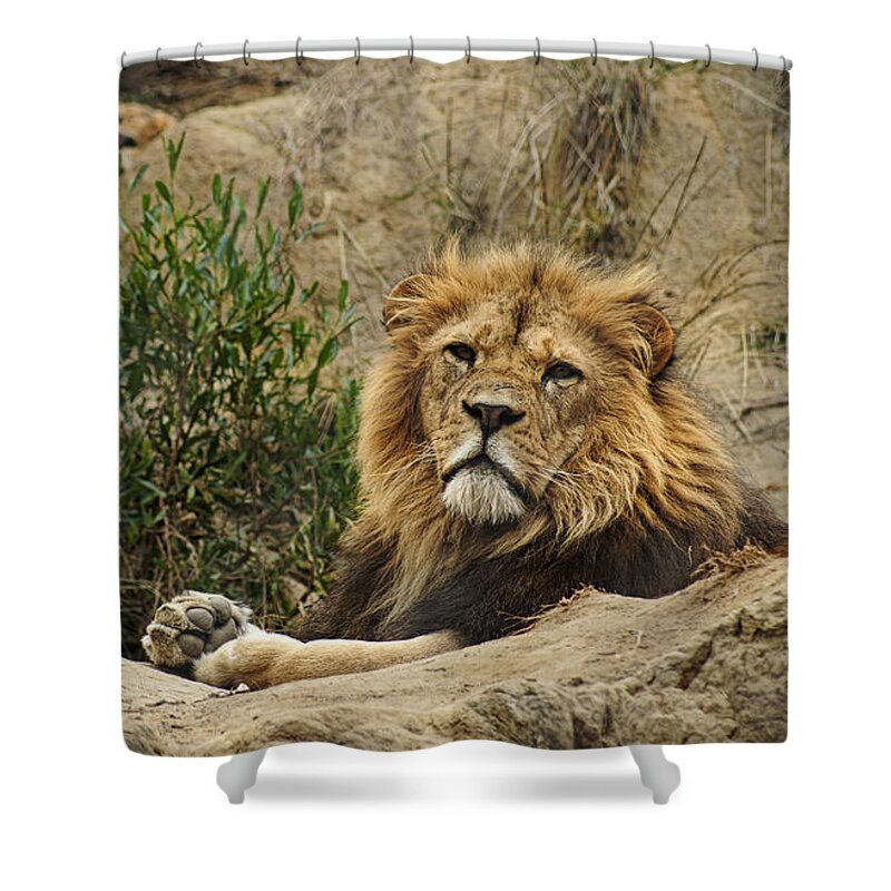 Lion Shower Curtain featuring the photograph King of the Beasts by Cameron Wood