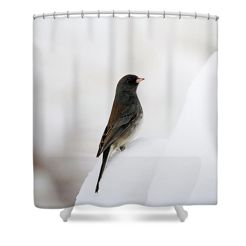 Junco Shower Curtain featuring the photograph King of the Hill by Jackson Pearson