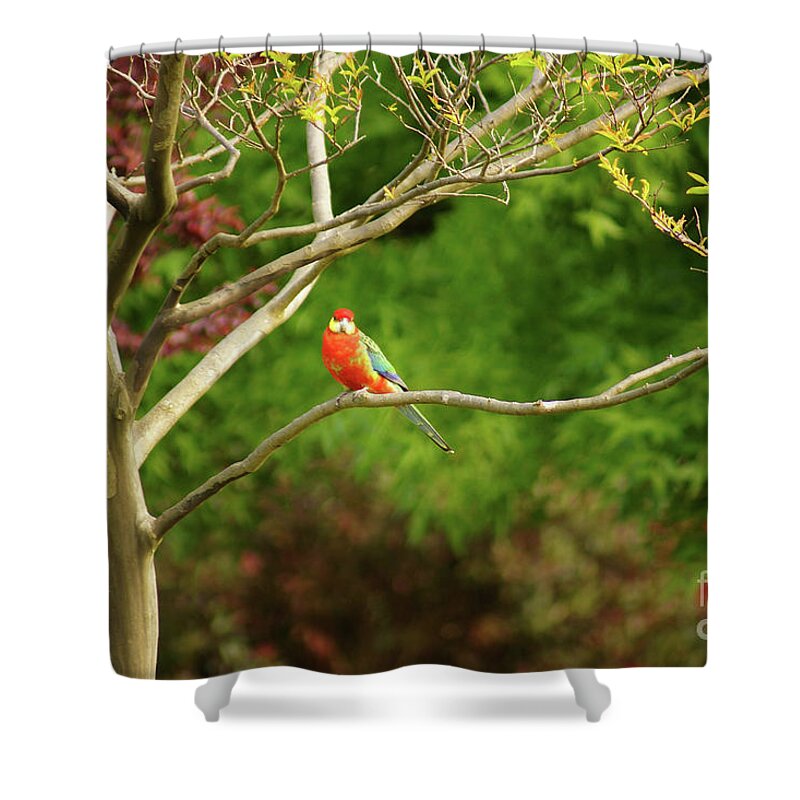King Parrot Shower Curtain featuring the photograph King Parrot by Cassandra Buckley
