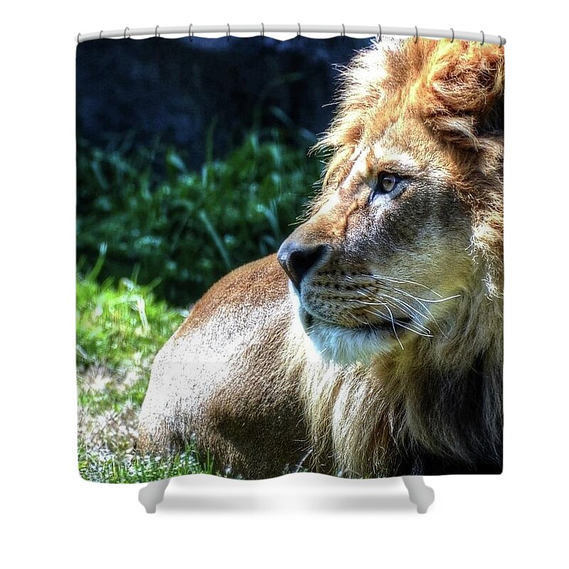 Lion Shower Curtain featuring the photograph King Portrait gold by Ronda Ryan