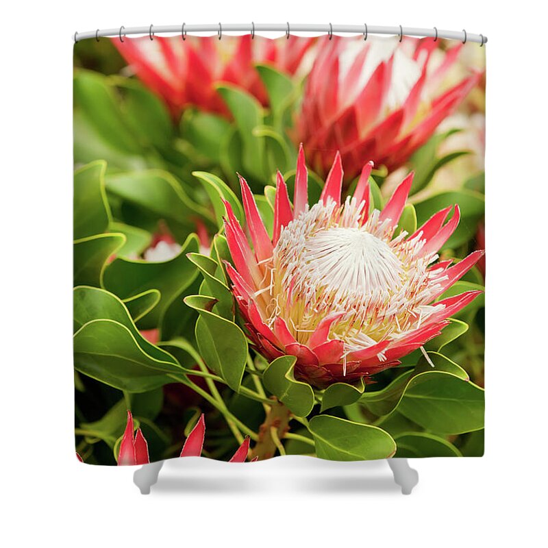 King Protea Shower Curtain featuring the photograph King Protea flowers by Simon Bratt