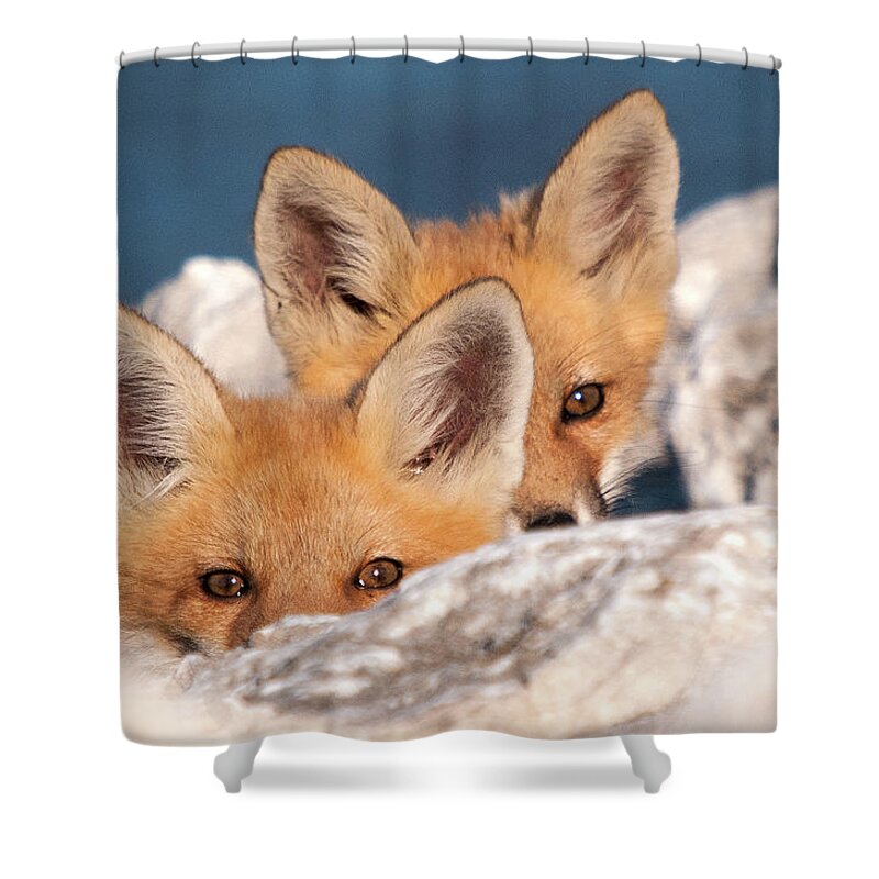 Fox Shower Curtain featuring the photograph Kits by Steve Stuller