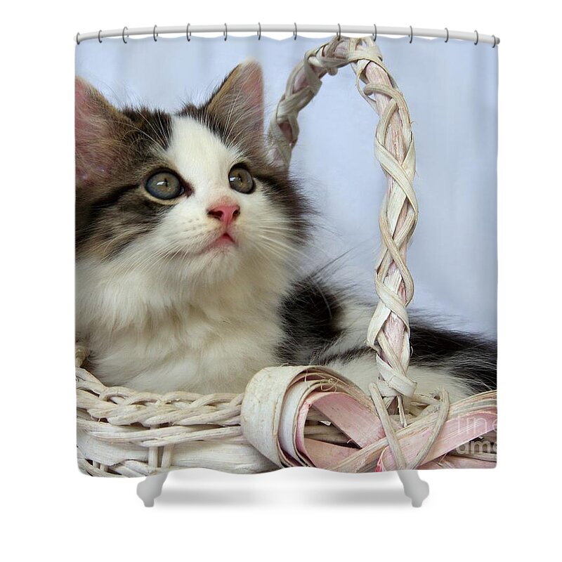 Kitten Shower Curtain featuring the photograph Kitten in Basket by Jai Johnson