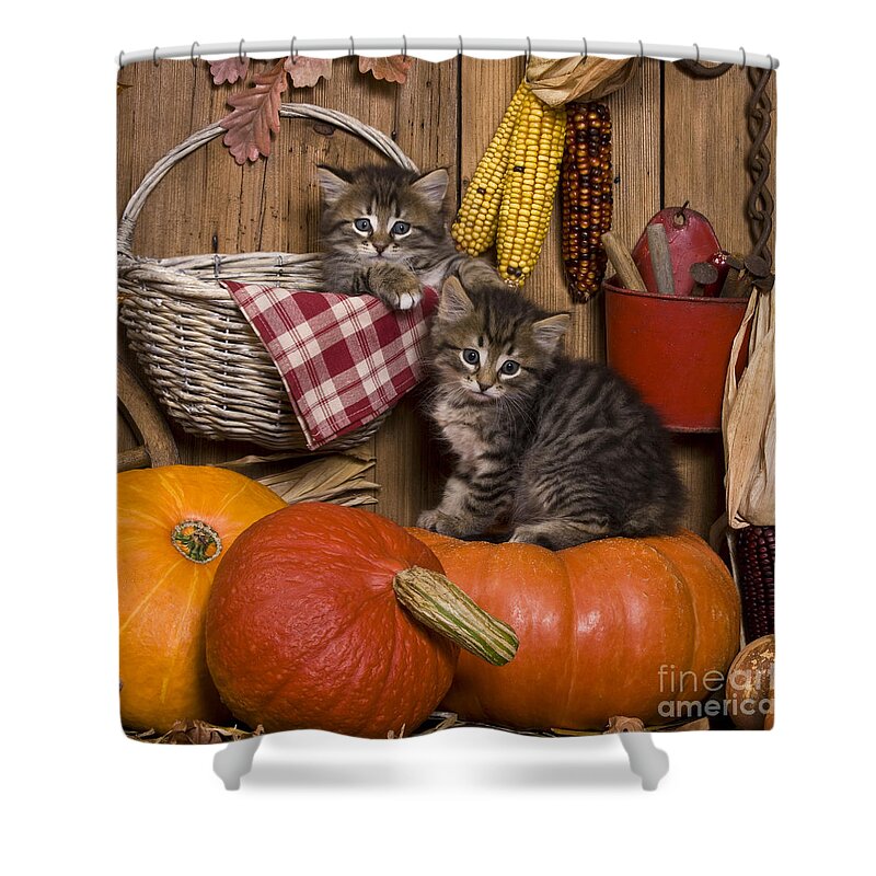 Cat Shower Curtain featuring the photograph Kittens In Autumn by Jean-Louis Klein & Marie-Luce Hubert