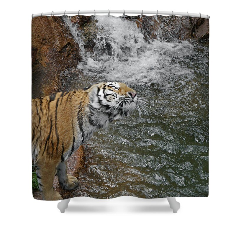 Tiger Shower Curtain featuring the photograph Kitty Got Wet 2 by Ernest Echols