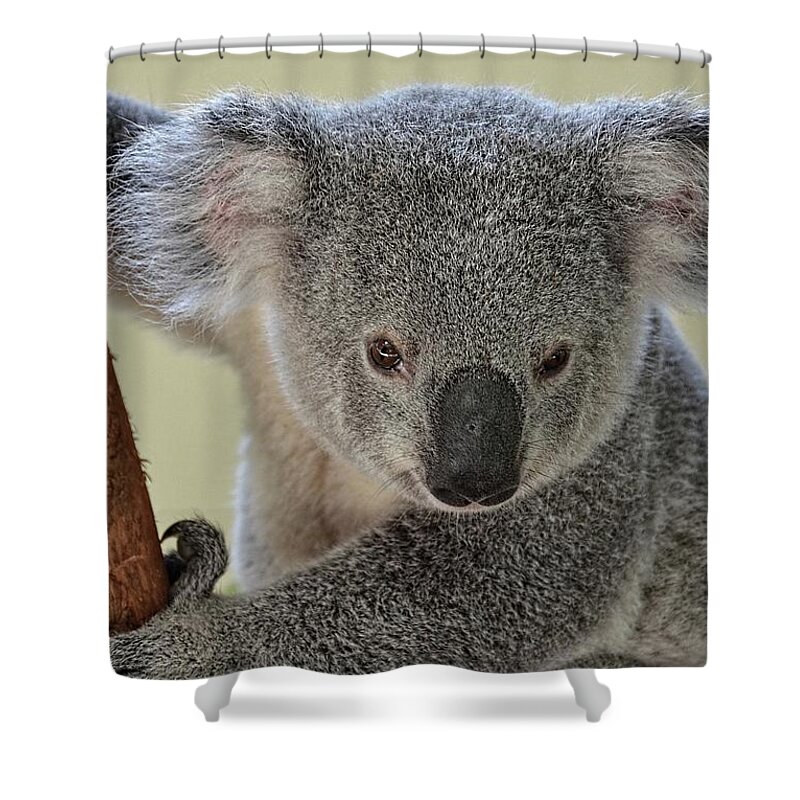 Koala Shower Curtain featuring the photograph Koala Bear by Ronda Ryan