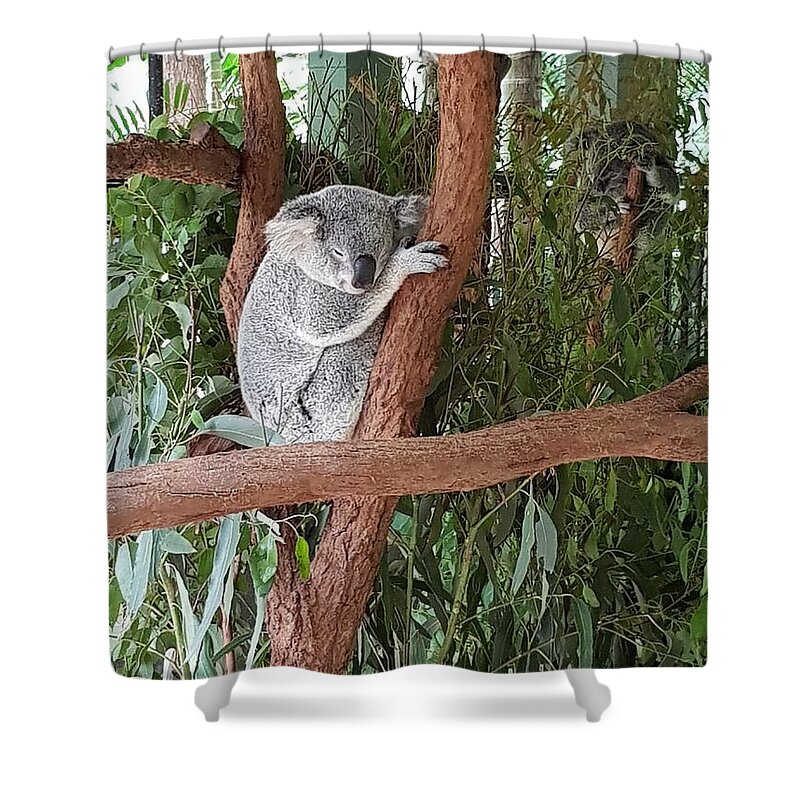 Koala Shower Curtain featuring the photograph Koala by Cassy Allsworth