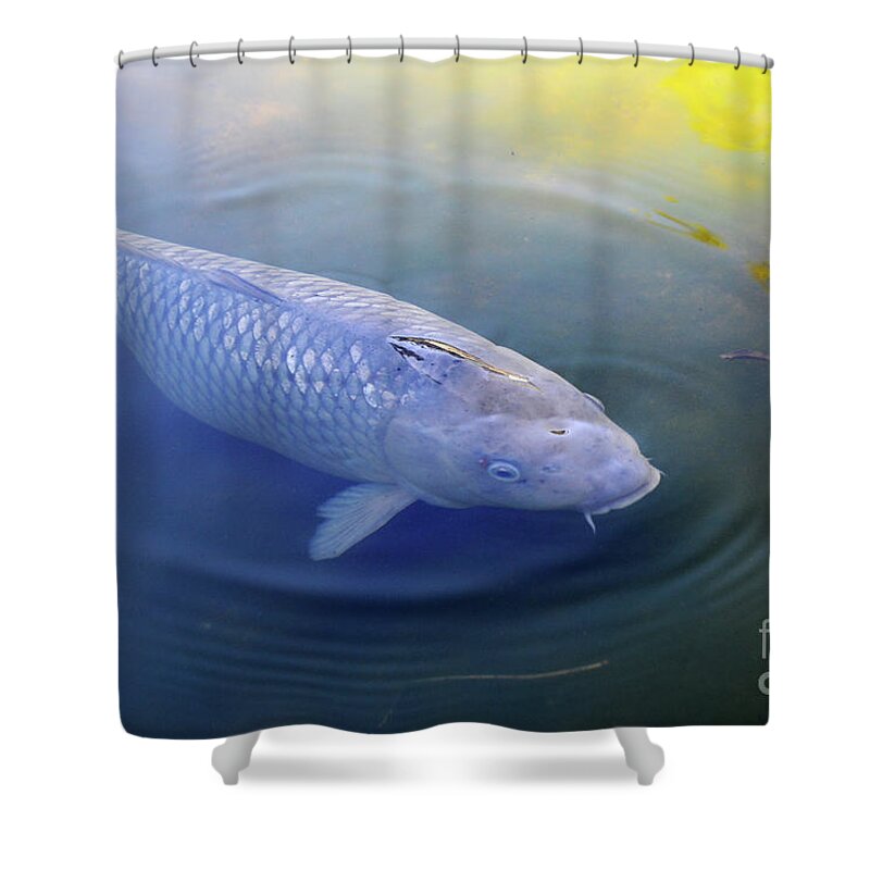 Shower Curtain featuring the photograph Koi 1 by Erica Freeman