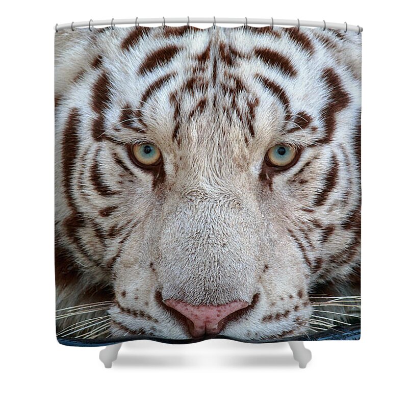 Florida Shower Curtain featuring the photograph Kowiachobee Animal Preserve - White Bengal Tiger by Ronald Reid