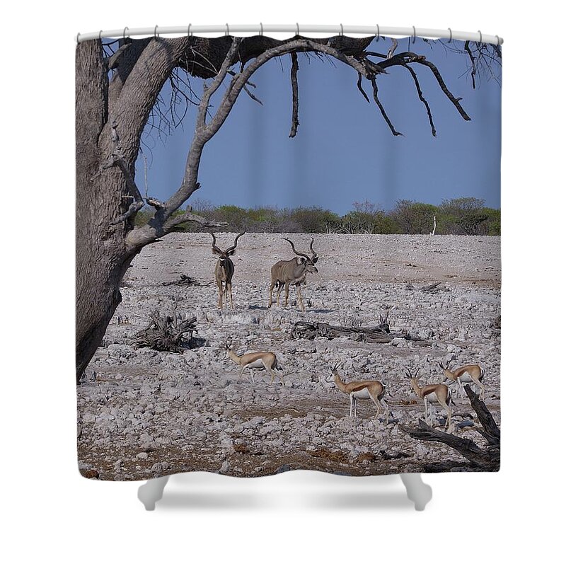 Africa Shower Curtain featuring the photograph Kudu and Springbok 2 by Ernest Echols