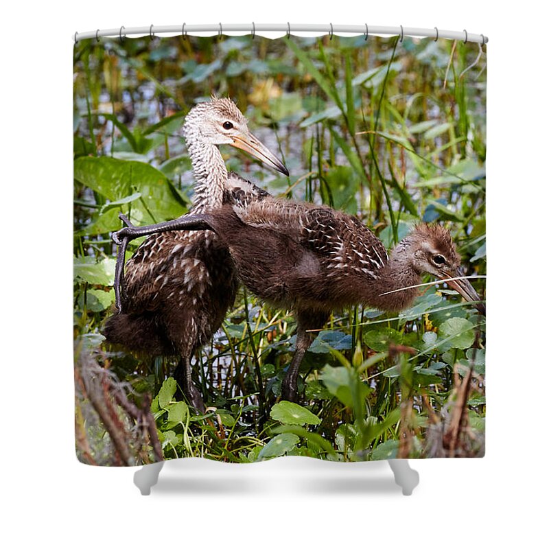 Limpkin Shower Curtain featuring the photograph Kung-fu Limpkins by David Beebe