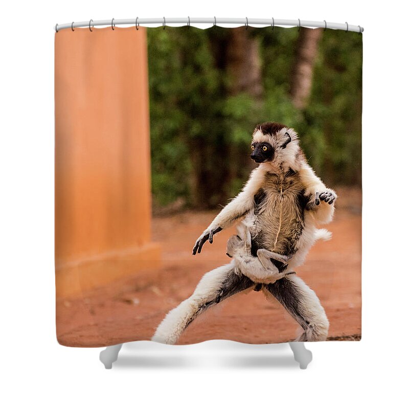 Lemur Shower Curtain featuring the photograph Kung Fu Mom by Alex Lapidus