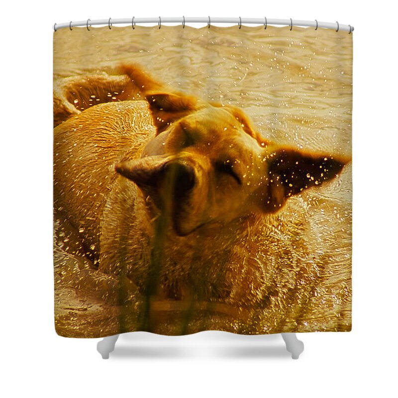 Droplets Shower Curtain featuring the photograph Labrador Retriever by Cassandra Buckley